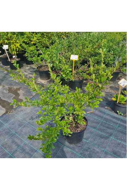 Айва японська Оранж Трейл - 5л/вис.50-70см/Ø40-60см